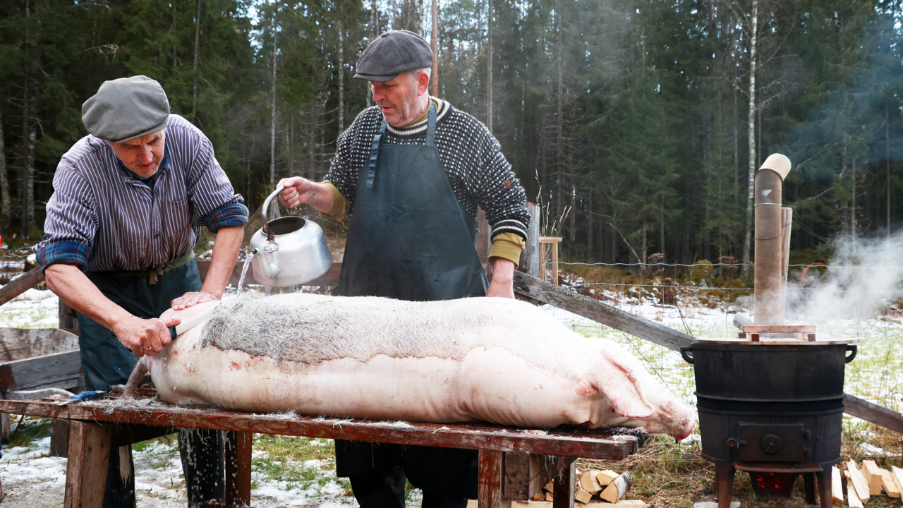 Slakting av gris